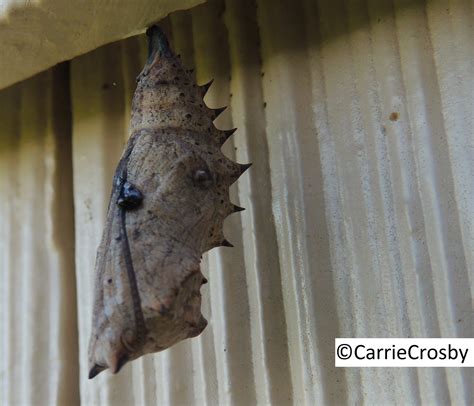 We did not find results for: Mourning Cloak Nymphalis antiopa (Linnaeus, 1758 ...