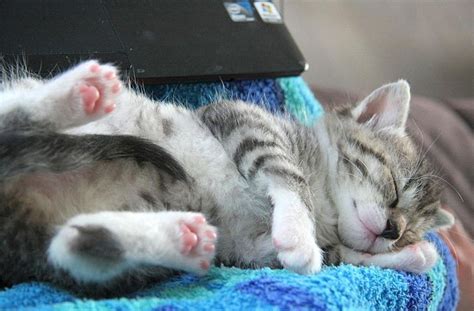 Schläft die katze bei uns, können wir davon ausgehen, dass sie es einfach genießt, bei uns zu sein und uns liebt. Haustiere im Bett: Pro und Contra: Fünf Gründe, warum ...