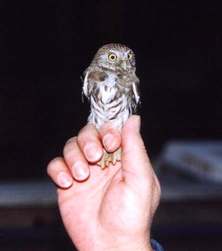 Pygmy owl (glaucidium gnoma or glaucidium californicum) are members of the genus, glaucidium. ALCS-Cactus Ferruginous Pygmy Owl: Pygmy Owl Facts