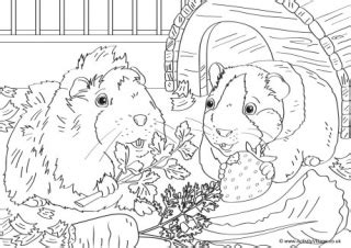 618x799 guinea pig coloring pages articles with realistic tag various. Pet Animal Colouring Pages