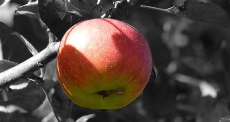 Ich würde die quitten nicht nachreifen lassen,gerade die spätsommersonne verbessert die quallität. 42 Best Images Wann Sind Äpfel Reif - Schulerhof Blog Die ...