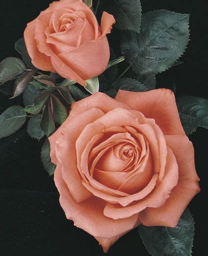 Jun 06, 2019 · these roses look like and have been named after green tea. Tropicana Hybrid Tea Rose - Large shapely blooms of clear ...