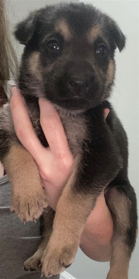 Have a couple puppies both male and female still available. German Shepherd Puppies For Sale | Jacksonville, NC #329949