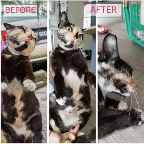 Pandan jaya is easily accessible via public transport as the area has its own lrt station. Neutering aid for 3 cats in Pandan Jaya (Suthichana ...