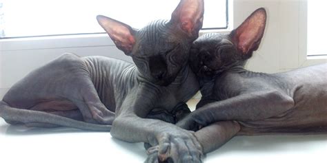 This is the place for those who adore sphynx cats to share their love and photos of their furless babies. Facts about a Sphynx Cat What you Should Know - Sphynx ...