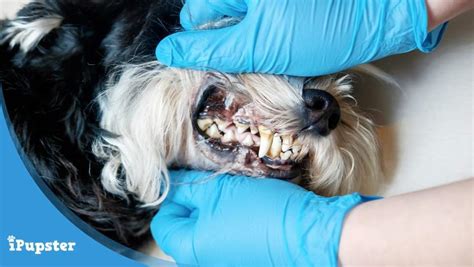 Supplemental dental insurance is meant to manage the costs of dental procedures not covered by your existing dental plan. Does Pet Dental Insurance Exist? Does Your Dog Need It?