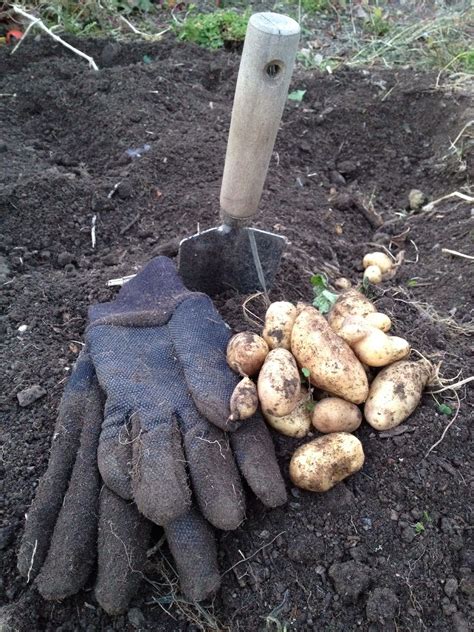 Community gardens are often used to produce fruit, vegetables, and/or ornamentals and can be. Gardening in my plot in the community garden | Community ...