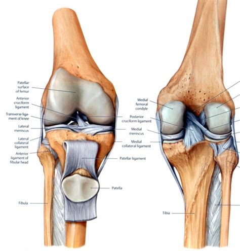 One or more ligaments provide stability to a joint during rest and movement. Knee - Physiopedia