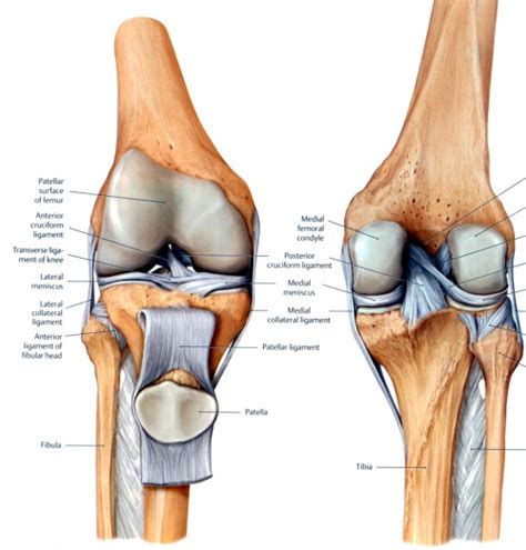 Ligaments keep your bones connected to one another and help keep your skeleton connected and stable. Knee - Physiopedia