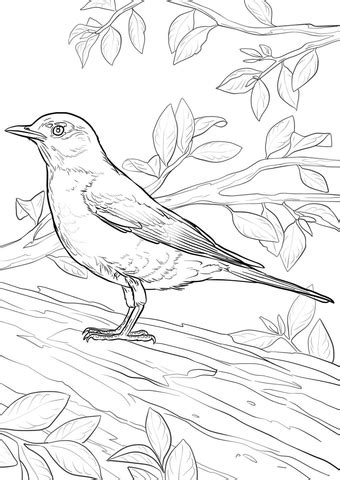 Coloring pages can be of designs such as animals, birds, scenic pages, animated. Thrush coloring pages to download and print for free