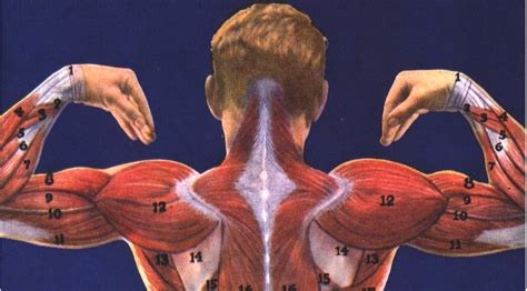 Major muscles of the body, with their common names and scientific (latin) names your job is to diagram and label the major muscle groups, for both the anterior (frontal) view and the. Human Body Muscles Names - Muscles Quiz - ProProfs Quiz ...