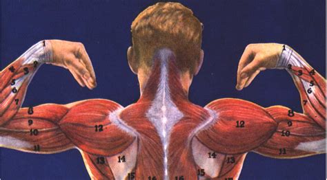 Naming skeletal muscles according to a number of criteria: Human Body Muscles Names - Muscles Quiz - ProProfs Quiz ...