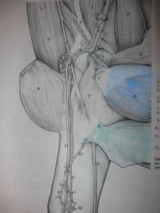 Groin (adductor) muscle group picture used from principles of anatomy and physiology. Groin Muscle Injuries - Anatomy | Injury, Muscle, Things ...