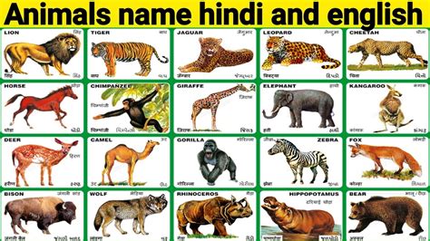Long a sovereign political entity, sikkim became a protectorate of india in. Animals name,जानवरो के नाम,Domestic animals,Learn animals ...