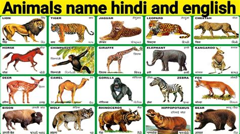 Pets, wild animals, birds, sea animals, mammals, insects, and domestic animals name (janwar ke naam). Animals name,जानवरो के नाम,Domestic animals,Learn animals ...