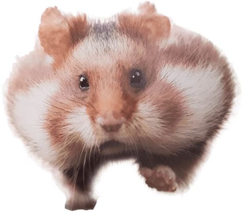 This file was uploaded by pletchercxd and free for personal use only. hamster png 10 free Cliparts | Download images on ...