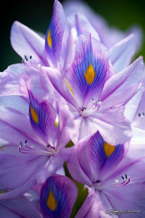 The purple pods will form shortly after the flowers start fading. Water Hyacinth | Beautiful flowers, Amazing flowers ...