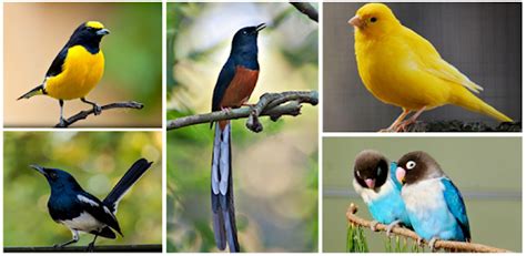 #burungtrucukan,#trucuk,#perawatanhariantrucuk,memiliki burung trucukan yang sehat dan selalu bunyi gacoor pasti menjadi dambaan bagi para pecinta burung tru. Download Suara Burung Trucukan Garuda Gacor - Berbagai Suara