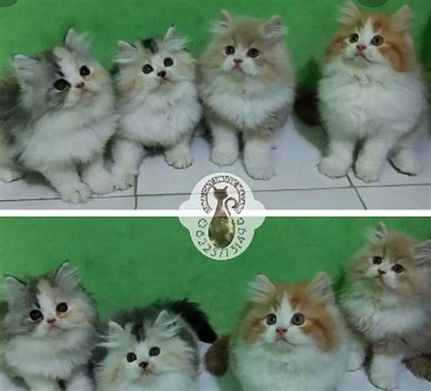 Tubuhnya cenderung terlihat berisi dan gemuk. Harga kucing persia Medium, peaknose, Flatnose umur 1, 2 ...