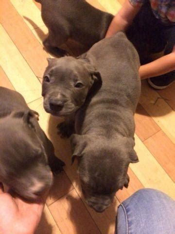 Our beautiful pitbull puppies are born and raised in our puppy farm which is a loving environment with affection and discipline. Beautiful blue pit puppies!! for Sale in Camden, New Jersey Classified | AmericanListed.com