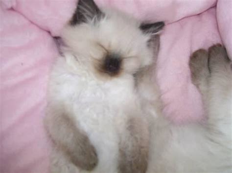 Healthy fluffy loving purebred ragdolls with papers. Beautiful Ragdoll Cats and Kittens for Sale in San Jose ...