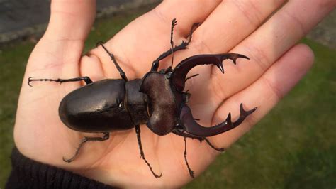 The head is somewhat square shaped. Lucanus cervus judaicus - Stag Beetle / Hirschkäfer - YouTube