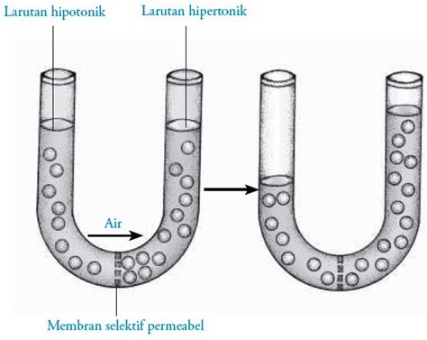 Maybe you would like to learn more about one of these? Transpor Zat Pada Membran Sel