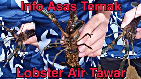 (87)imdb 6.11 h 28 min2008r. LOBSTER AIR TAWAR ( LAT ) : Info asas menternak untuk ...