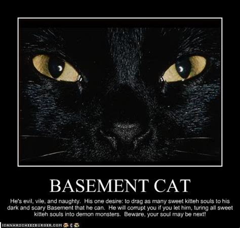 World's largest collection of cat memes and other animals. Crazy, Lazy, Silly and Strange: Basement cats...