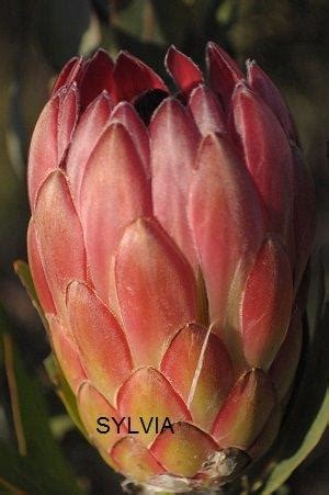 Proteas and their relatives have a root system that absorbs nutrients quickly, requiring only a small once established, proteas have very low water requirements. | Gallery | Robiq Proteas