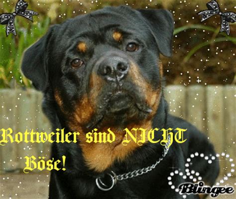 Die bösen rottweiler können auch anders!!! Imagem de Rottweiler sind NICHT Böse! #131058733 | Blingee.com