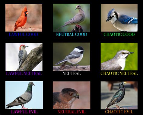 That is, knowing if they are growing and. Bird feeder alignment chart : AlignmentCharts