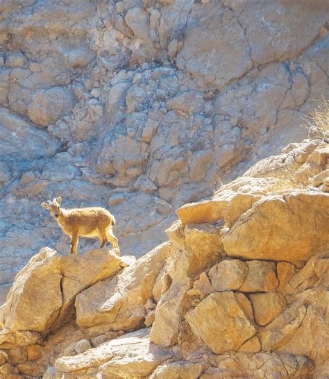 A recent phylogenetic analysis indicates that the genus hemitragus is monospecific, and that the himalayan tahr is a. The Elusive Arabian Tahr - A Tryst With The Montane Enigmas