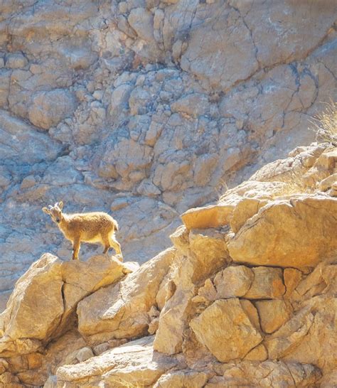 Hayvan, her iki cinsiyette de geriye doğru kemerli boynuzlara sahip, tıknaz bir yapıya sahiptir. The Elusive Arabian Tahr - A Tryst With The Montane Enigmas