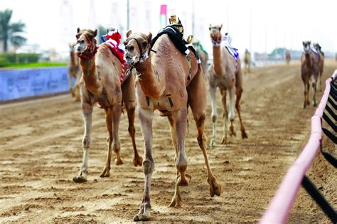 ضمن فعاليات مراحل التنافس لمهرجان الابداع الشبابي في ضروبه المختلفة ، شارفت وزارة الشباب والرياضة الولائية على ختام مهرجانها الاول حيث أنتظمت محليات الولاية ختام. ابن «الوسمي» يحصد الإعجاب - الرياضي - كل الألعاب - البيان