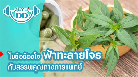 Maybe you would like to learn more about one of these? ไขข้อข้องใจ ฟ้าทะลายโจร กับสรรพคุณทางการแพทย์ รักษา COVID ...