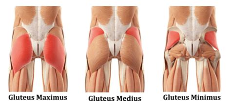 Your quadricep muscles, also known as quads, consist of four muscles that compose the front of your leg; GLUTEAL TENDINOPATHY