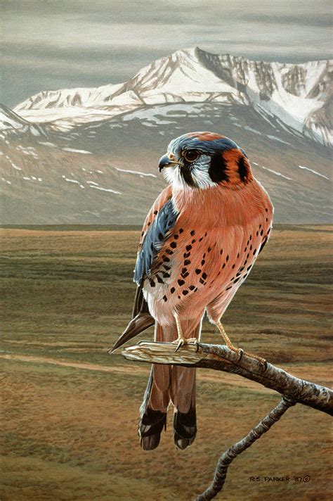 Made in usa · premium canvas art · 60 day money back American Kestrel Painting by Ron Parker