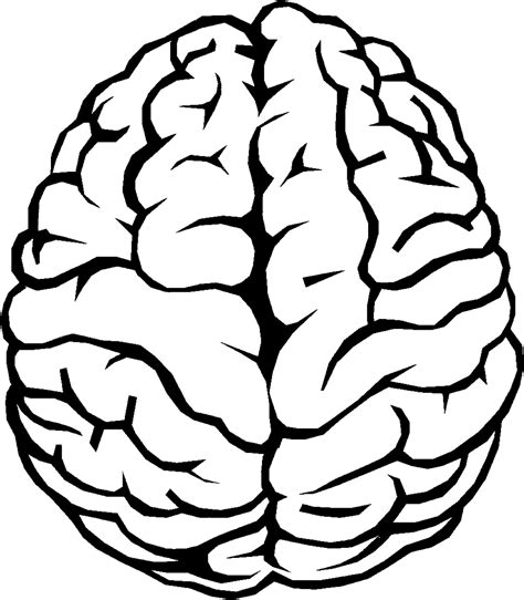 Você está procurando imagens ou vetores cérebro png? Download Brain Outline PNG Image for Free