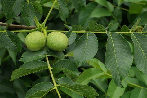 Орех грецкий на диете Выращивание грецкого ореха Выращивание грецкого ореха Орех грецкий на диете