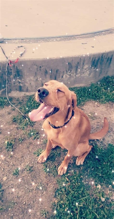 Number one in americans' preferences, labrador retrievers are the perfect companions for both single people and families. Labrador Retriever Puppies For Sale | Maple Shade Township ...