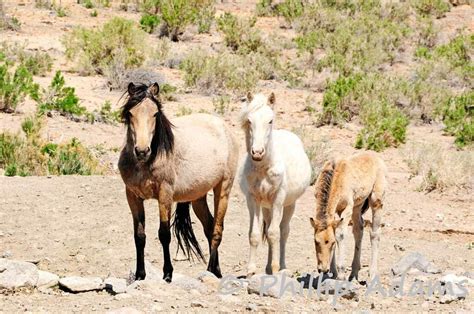 Andalusian horses are about 157 to 168 cm high. Buckskin mare, cremello yearling, and a new buckskin foal this year. Dad is a big buckskin ...