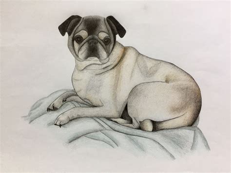 Collection of drawing of a dog (47) drawing of a cartoon dog realistic dog drawing in pencil Colored Pencil Dog Drawing - create a masterpiece starring your pet