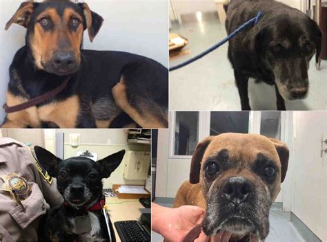 Nearly 60 Lost Dogs in San Diego Shelters After July 4 Fireworks ...