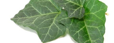 Check spelling or type a new query. Folia Hedera Helix - Ivy leaves - Feuilles de lierre vert ...