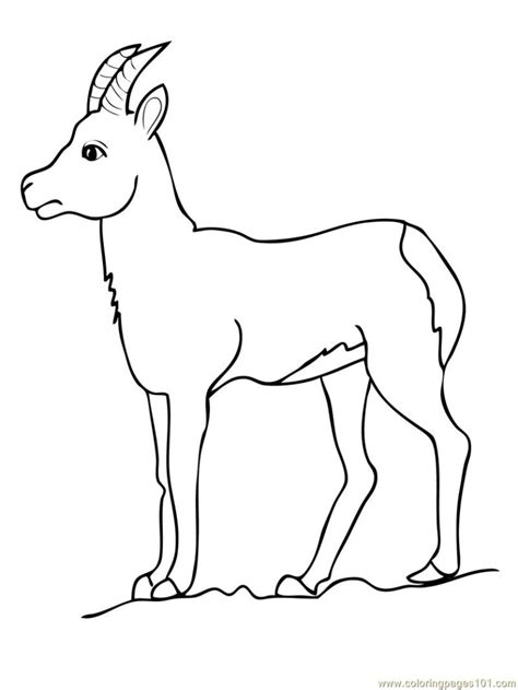 Click the bisons and pronghorns coloring pages to view printable version or color it online (compatible with ipad and android tablets). Pronghorn Antelope coloring, Download Pronghorn Antelope ...