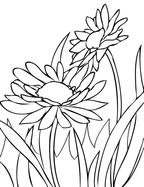 Their homeland is the mediterranean. Gerber Daisy Coloring Pages at GetColorings.com | Free ...