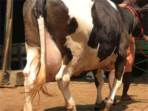 In karnataka you can get the best jersey cow's. White And Black Dairy Jersey Cow at Price Range 30000.00 ...