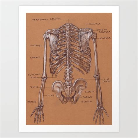 Choose from 500 different sets of flashcards about of the torso anatomy muscles on quizlet. Torso Anatomy Diagram / Muscles Of The Neck And Torso ...