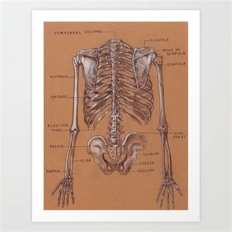 The muscular system is responsible for the movement of the human body. Torso Anatomy Diagram / Muscles Of The Neck And Torso ...